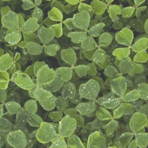 Fülle und die gute Kraft des Mangels