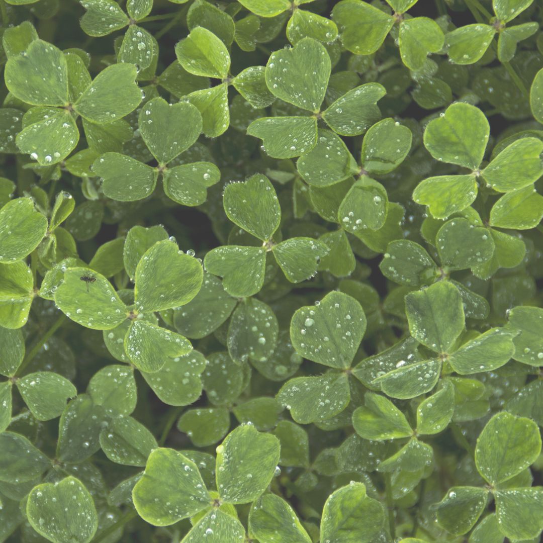 Fülle und die gute Kraft des Mangels